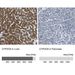 Cytochrome P450 2C8 Antibody, Novus Biologicals:Antibodies:Primary Antibodies